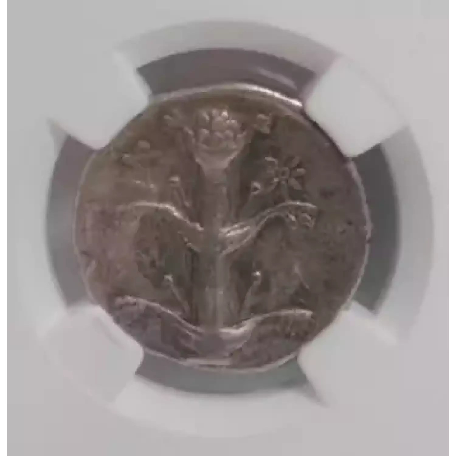 Silphium, 308-277 BC, Cyrenaica, Cyrene, NGC Ch VF